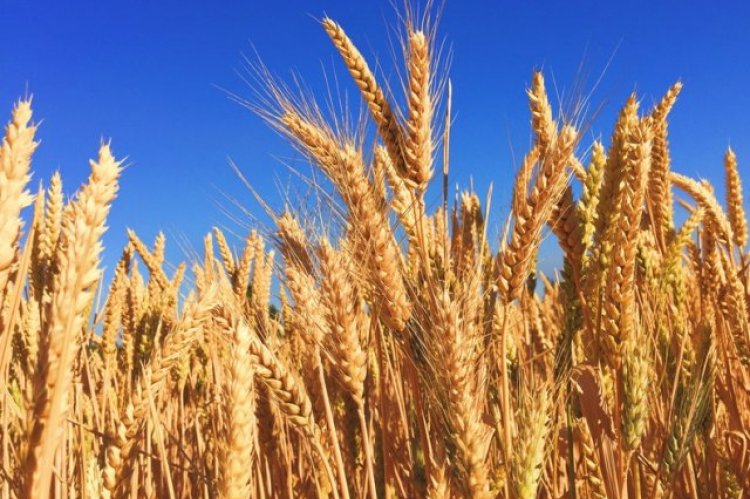 Wheat reserves depleted