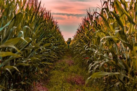 Мексика меняет поставщика кукурузы